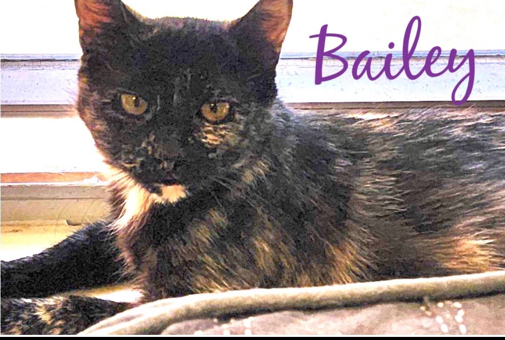 BAILEY, an adoptable Domestic Medium Hair in Muskegon, MI, 49442 | Photo Image 2