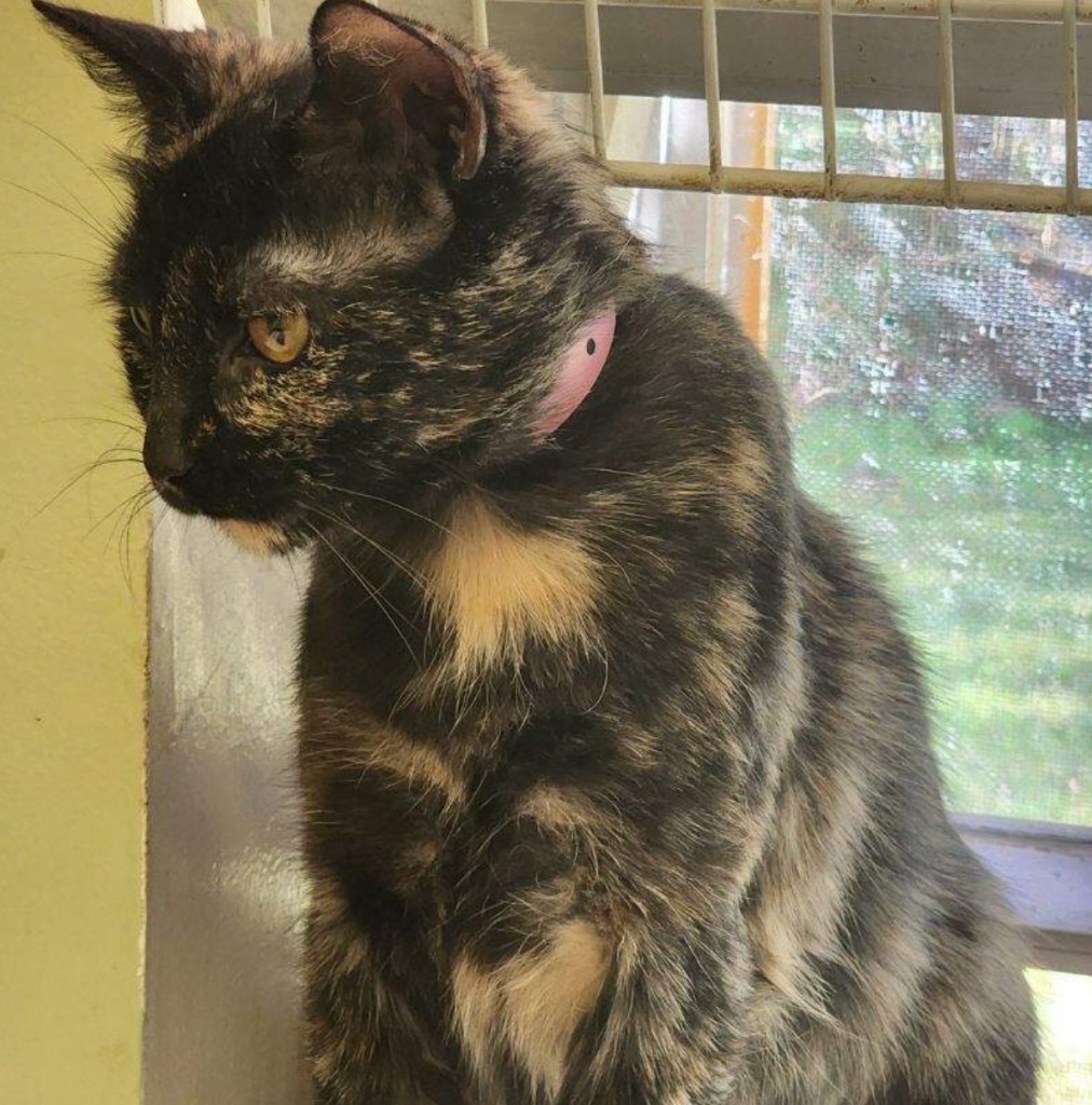 BAILEY, an adoptable Domestic Medium Hair in Muskegon, MI, 49442 | Photo Image 3