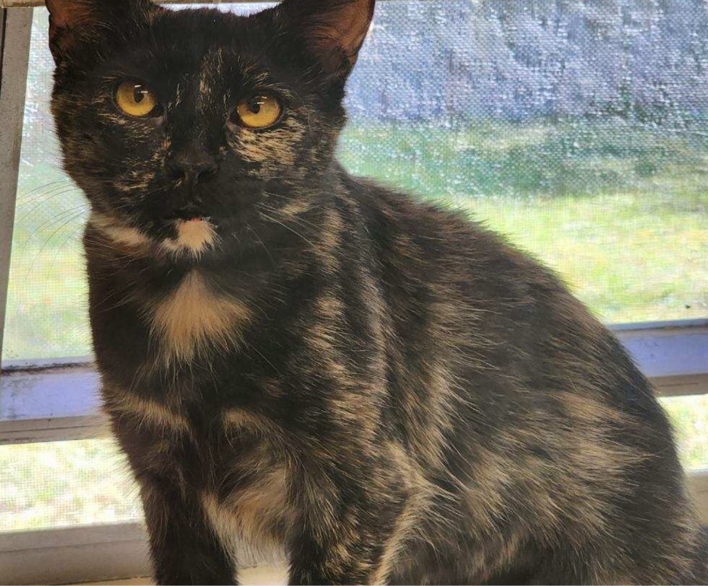 BAILEY, an adoptable Domestic Medium Hair in Muskegon, MI, 49442 | Photo Image 4