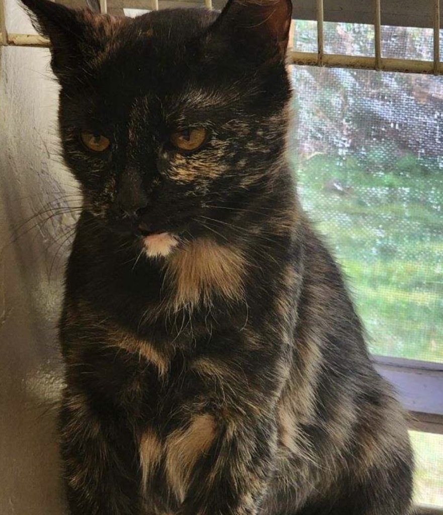 BAILEY, an adoptable Domestic Medium Hair in Muskegon, MI, 49442 | Photo Image 5
