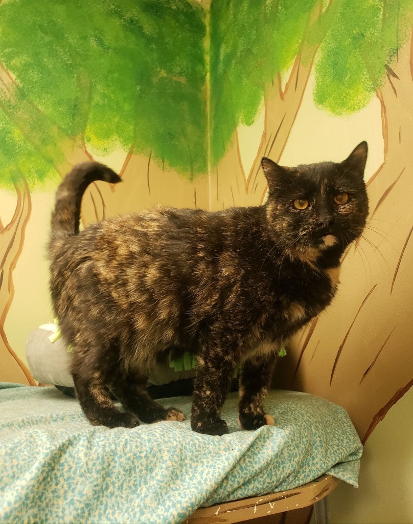 BAILEY, an adoptable Domestic Medium Hair in Muskegon, MI, 49442 | Photo Image 6