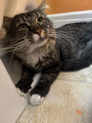 FLY GUY, Adult Male Maine Coon