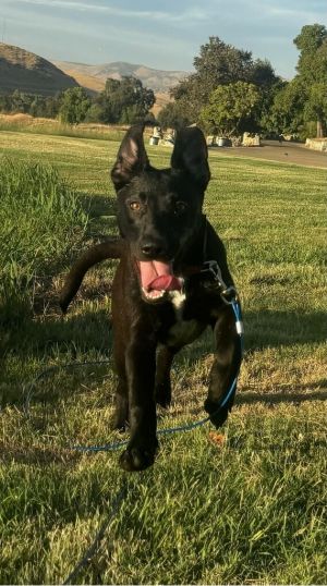 CL-Triscuit, Young Female German Shepherd Dog