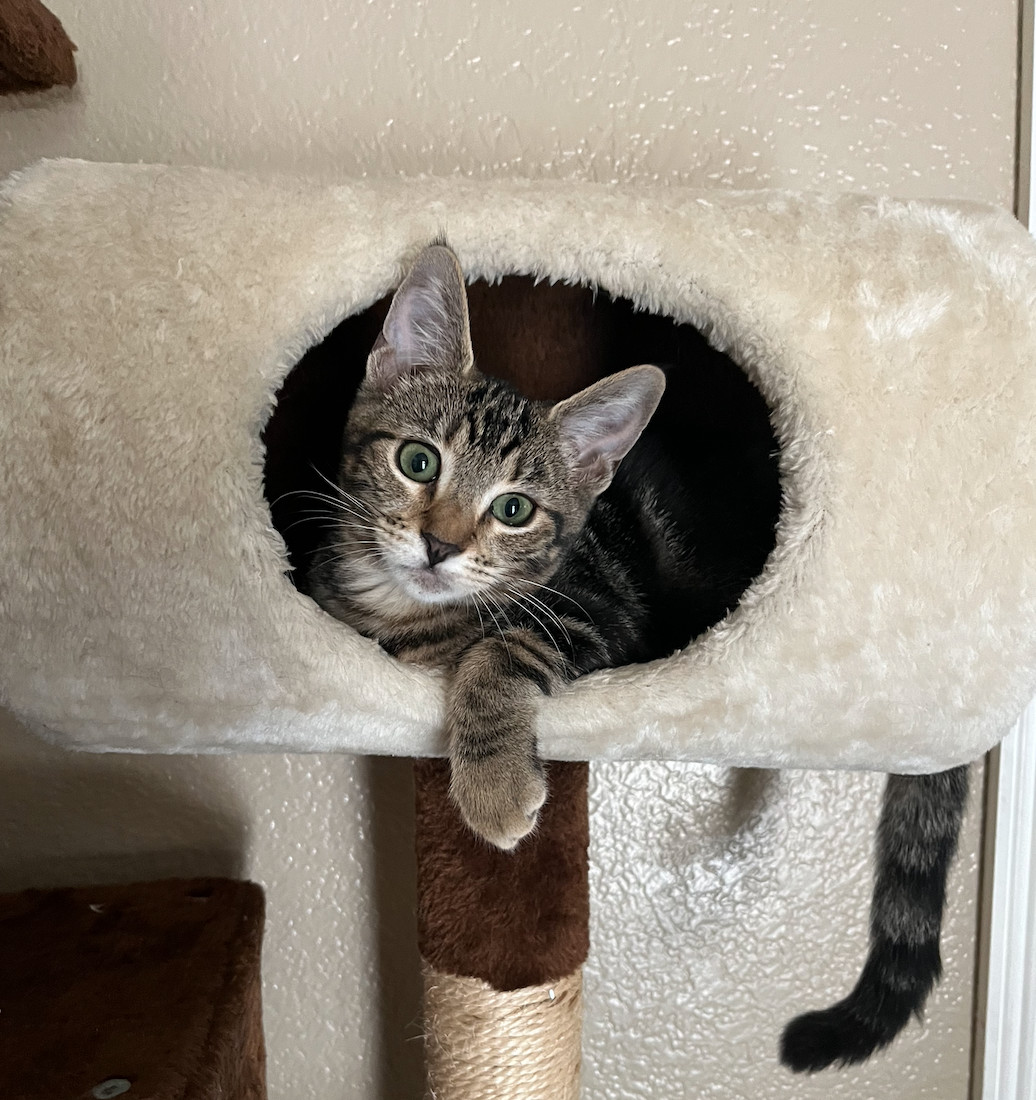 Mollie (she plays fetch!!/see video)