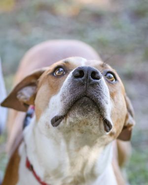 Handsome, Adult Male Mixed Breed