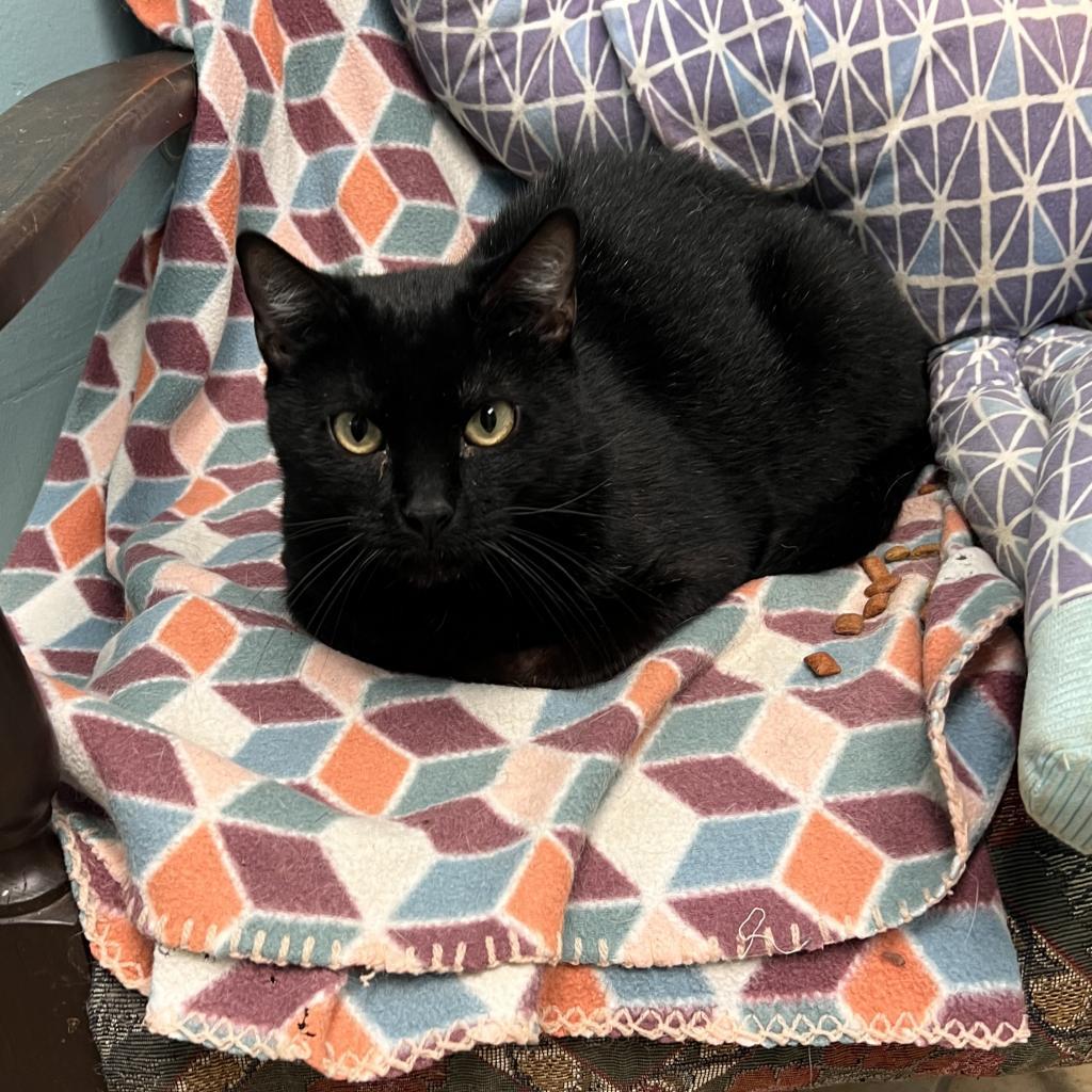 Smudge, an adoptable Domestic Short Hair in Columbus, GA, 31907 | Photo Image 1