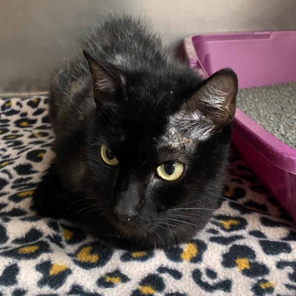 Smudge, an adoptable Domestic Short Hair in Columbus, GA, 31907 | Photo Image 2