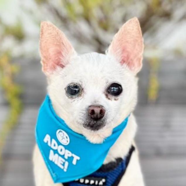 Cider, an adoptable Chihuahua in Pacific Grove, CA, 93950 | Photo Image 1