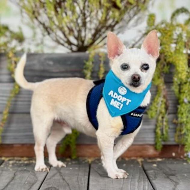 Cider, an adoptable Chihuahua in Pacific Grove, CA, 93950 | Photo Image 2