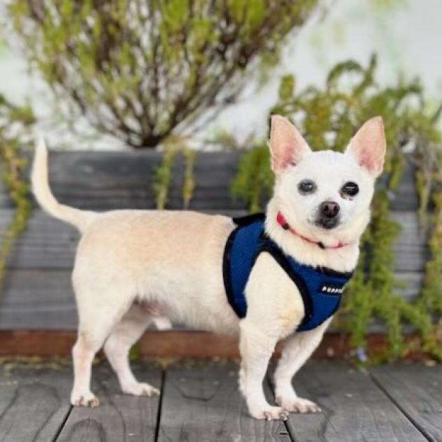 Cider, an adoptable Chihuahua in Pacific Grove, CA, 93950 | Photo Image 3