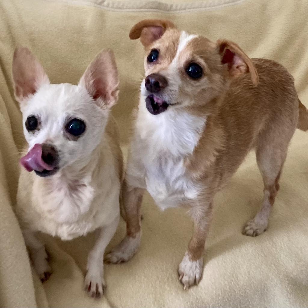 Cider, an adoptable Chihuahua in Pacific Grove, CA, 93950 | Photo Image 5