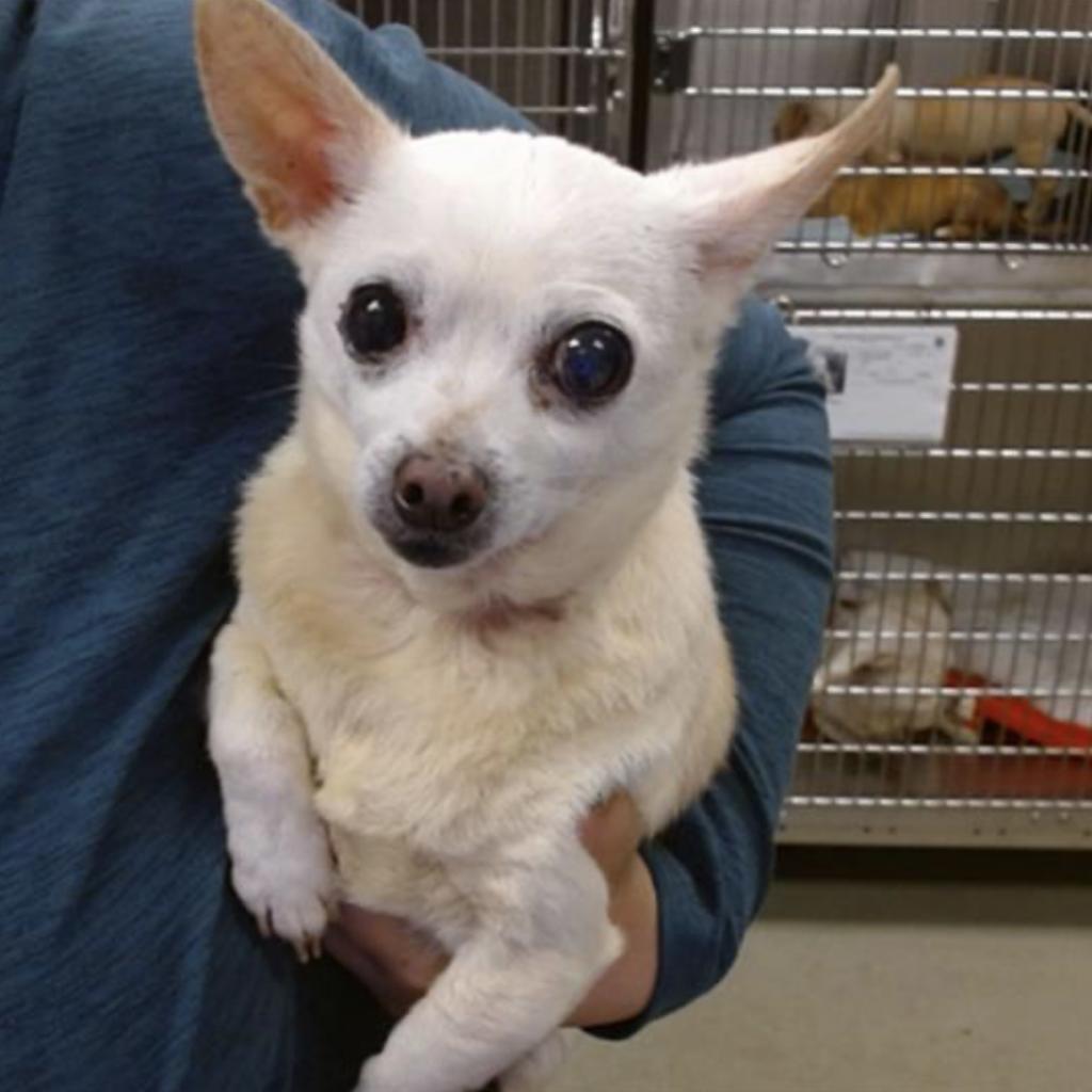Cider, an adoptable Chihuahua in Pacific Grove, CA, 93950 | Photo Image 6