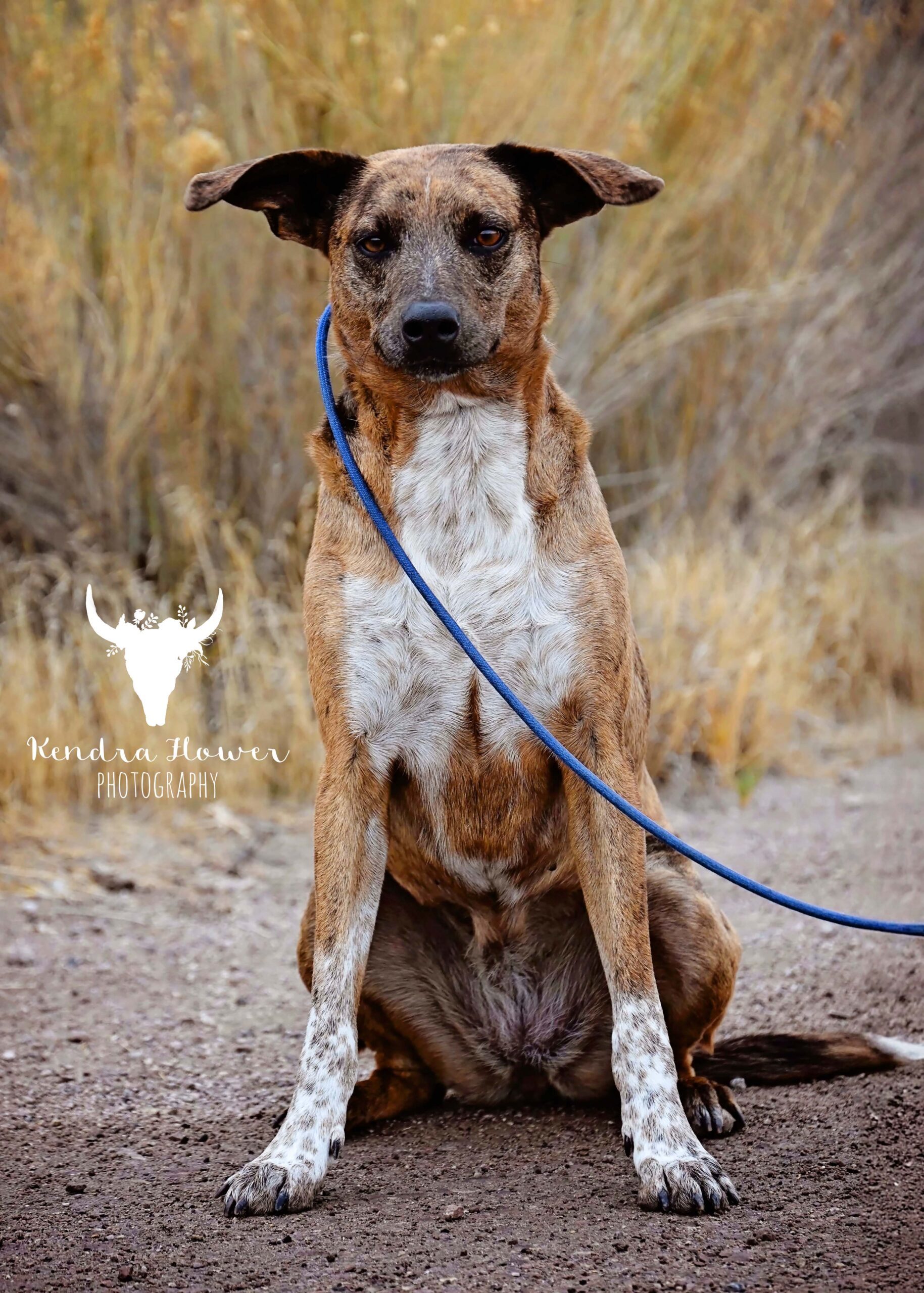 Bambi, an adoptable Mixed Breed in Fallon, NV, 89406 | Photo Image 1