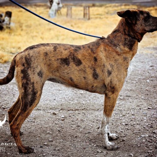 Bambi, an adoptable Mixed Breed in Fallon, NV, 89406 | Photo Image 2
