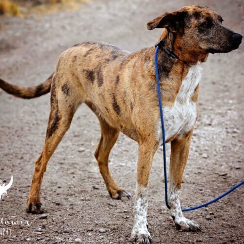 Bambi, an adoptable Mixed Breed in Fallon, NV, 89406 | Photo Image 3