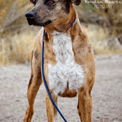 Bambi, an adoptable Mixed Breed in Fallon, NV, 89406 | Photo Image 4