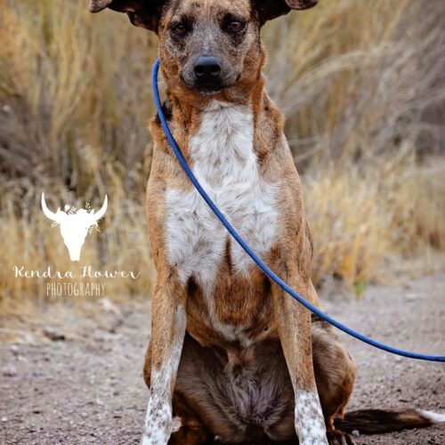 Bambi, an adoptable Mixed Breed in Fallon, NV, 89406 | Photo Image 5