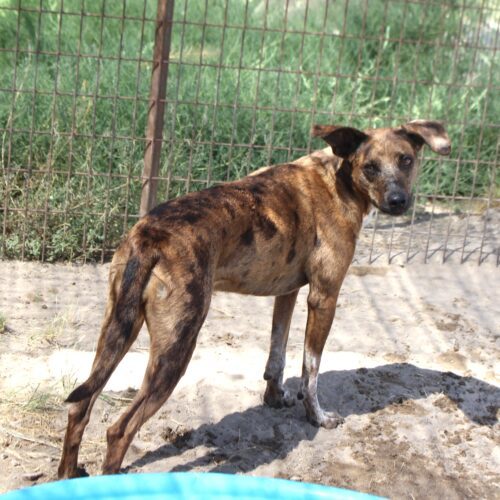 Bambi, an adoptable Mixed Breed in Fallon, NV, 89406 | Photo Image 6