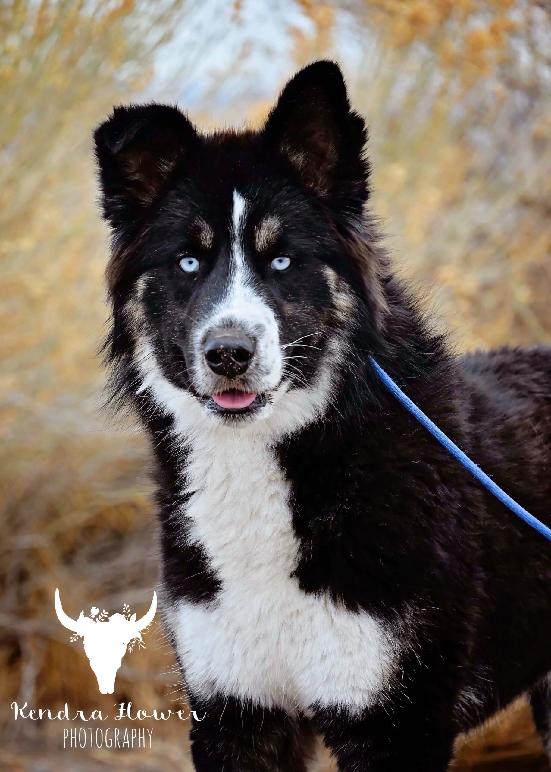 Buddy, an adoptable Husky in Fallon, NV, 89406 | Photo Image 1