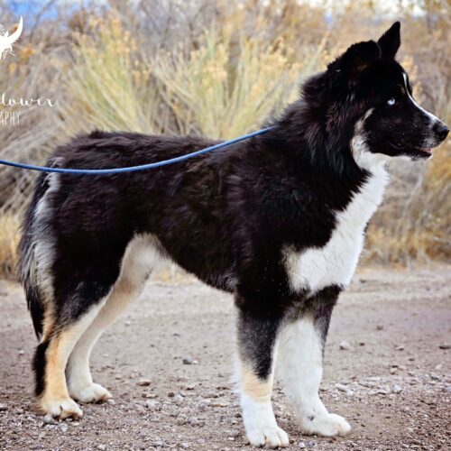 Buddy, an adoptable Husky in Fallon, NV, 89406 | Photo Image 2