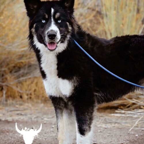 Buddy, an adoptable Husky in Fallon, NV, 89406 | Photo Image 3