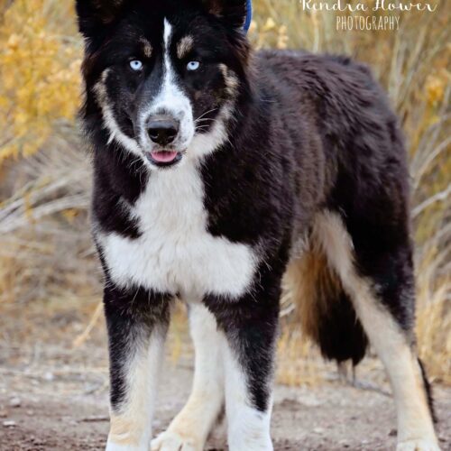 Buddy, an adoptable Husky in Fallon, NV, 89406 | Photo Image 4