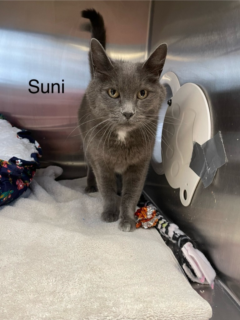 Suni, an adoptable Domestic Short Hair in Heber City, UT, 84032 | Photo Image 1