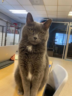 Suni, Adult Female Domestic Short Hair