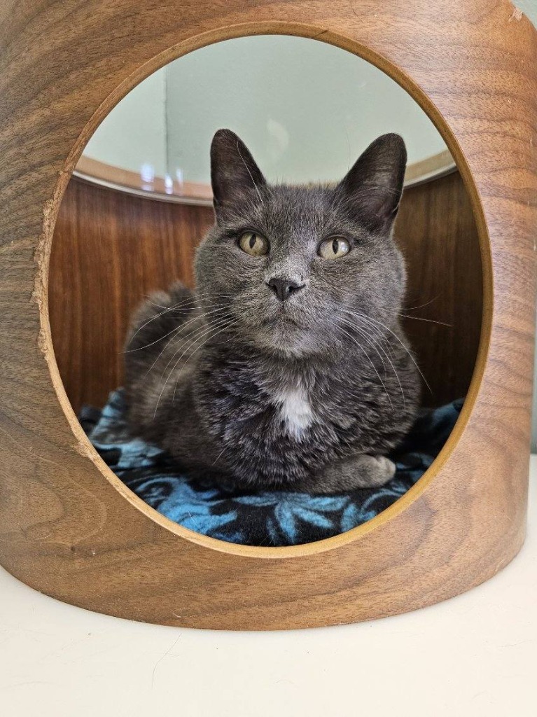 Suni, an adoptable Domestic Short Hair in Heber City, UT, 84032 | Photo Image 1