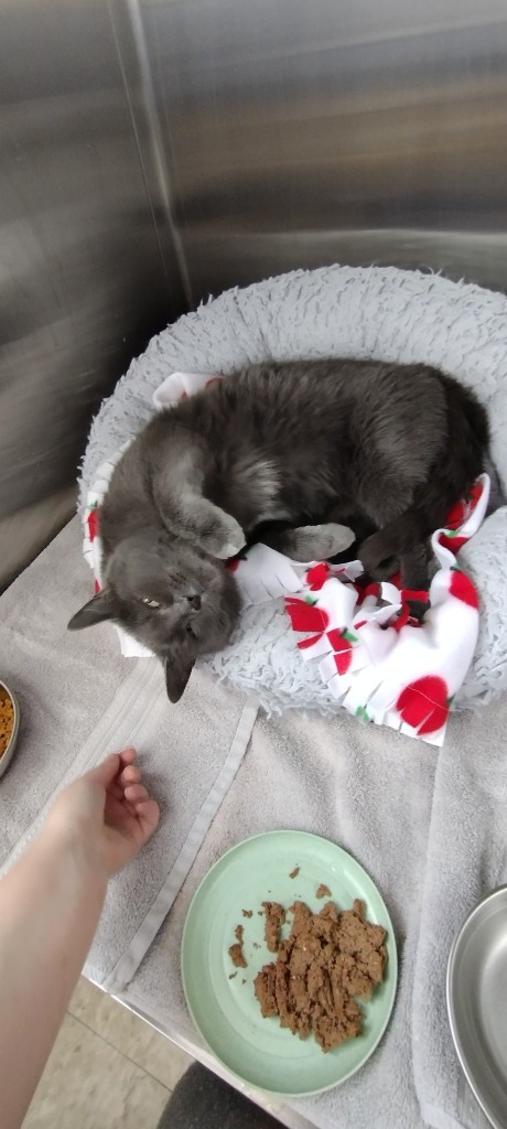 Suni, an adoptable Domestic Short Hair in Heber City, UT, 84032 | Photo Image 3