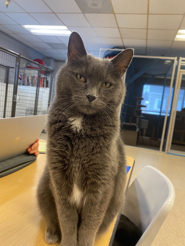 Suni, an adoptable Domestic Short Hair in Heber City, UT, 84032 | Photo Image 4