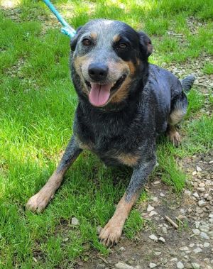 DIXIE, Adult Female Australian Cattle Dog / Blue Heeler
