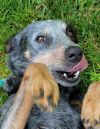 DIXIE photo 6