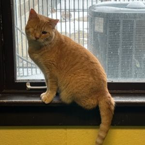 Catastrophe, Adult Female unknown