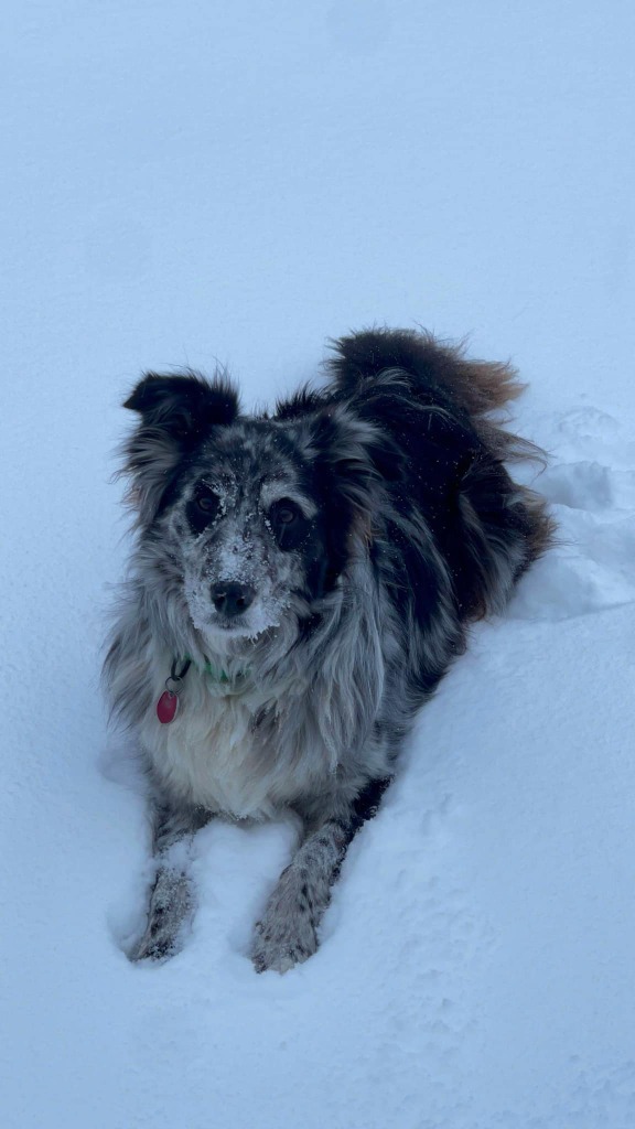 Oliver, an adoptable Australian Shepherd in Viroqua, WI, 54665 | Photo Image 1