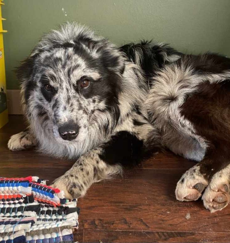 Oliver, an adoptable Australian Shepherd in Viroqua, WI, 54665 | Photo Image 2