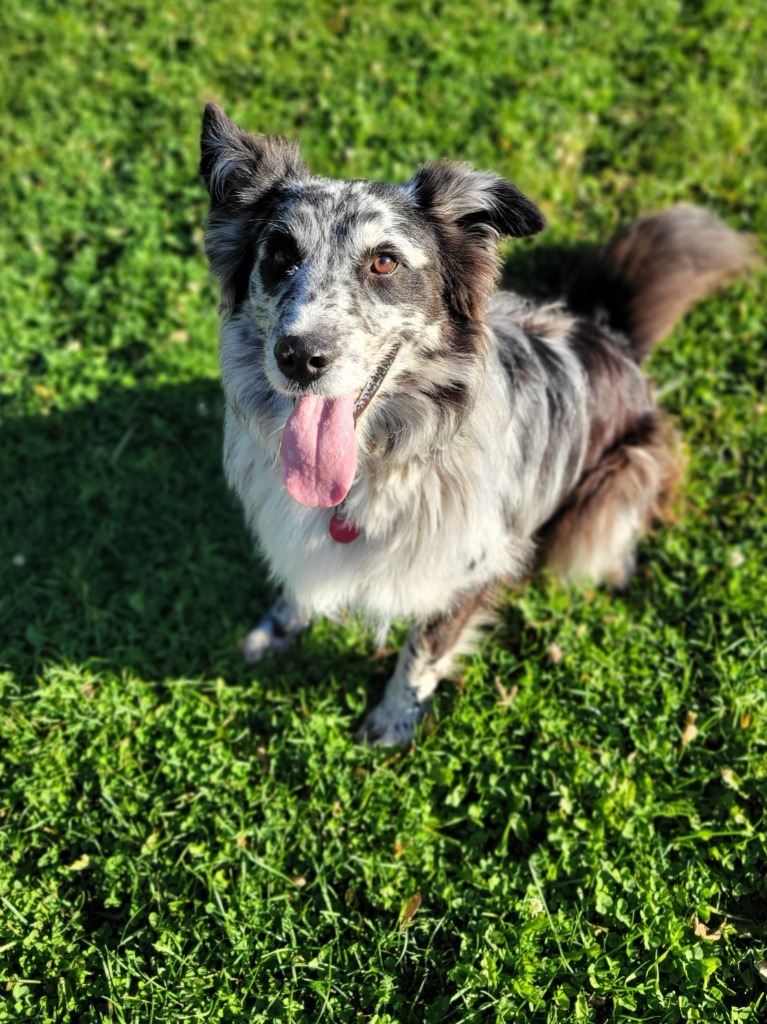 Oliver, an adoptable Australian Shepherd in Viroqua, WI, 54665 | Photo Image 3