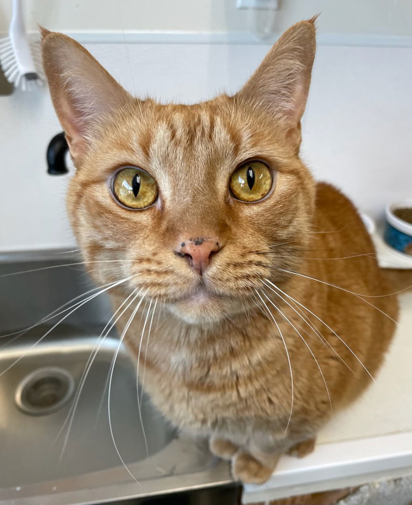 Lion, an adoptable Domestic Short Hair in Emmett, ID, 83617 | Photo Image 1