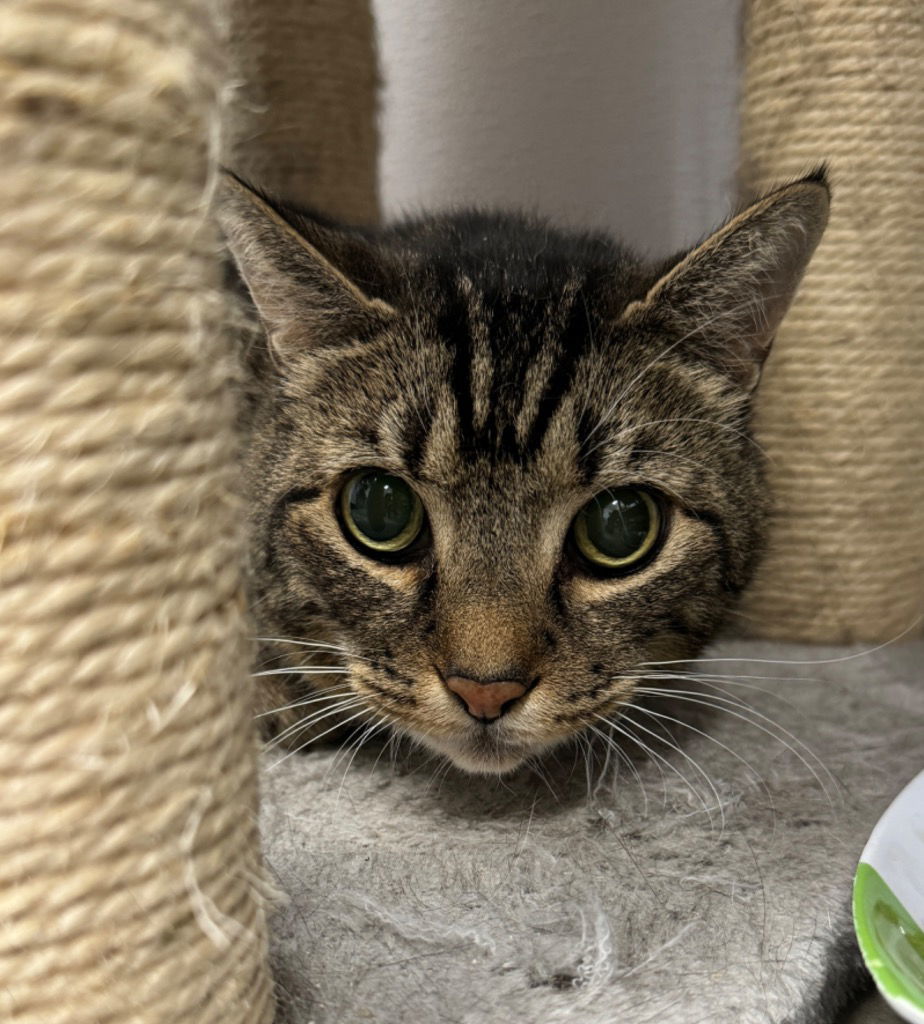 Pippin, an adoptable Domestic Short Hair in Emmett, ID, 83617 | Photo Image 1