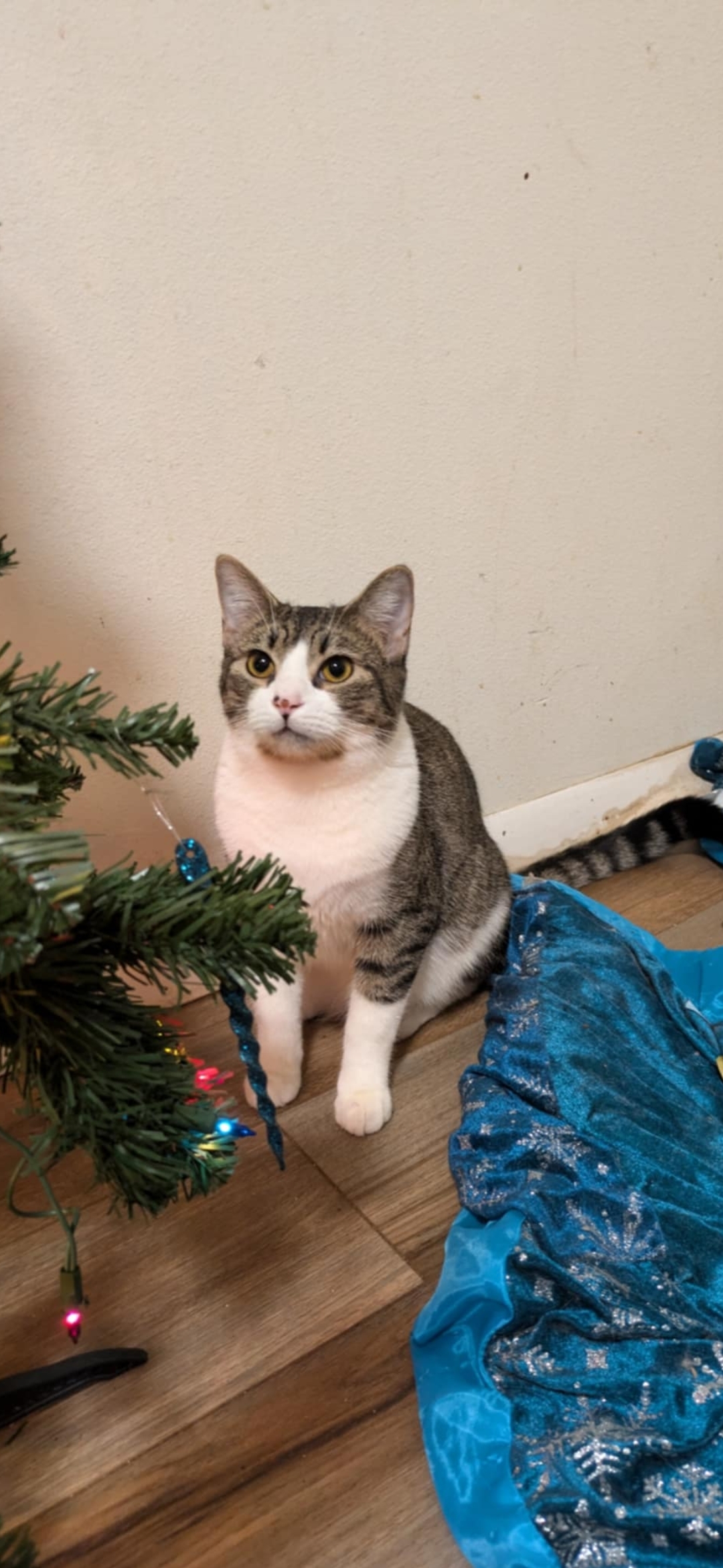 Ying, an adoptable Domestic Short Hair in Twin Falls, ID, 83301 | Photo Image 1