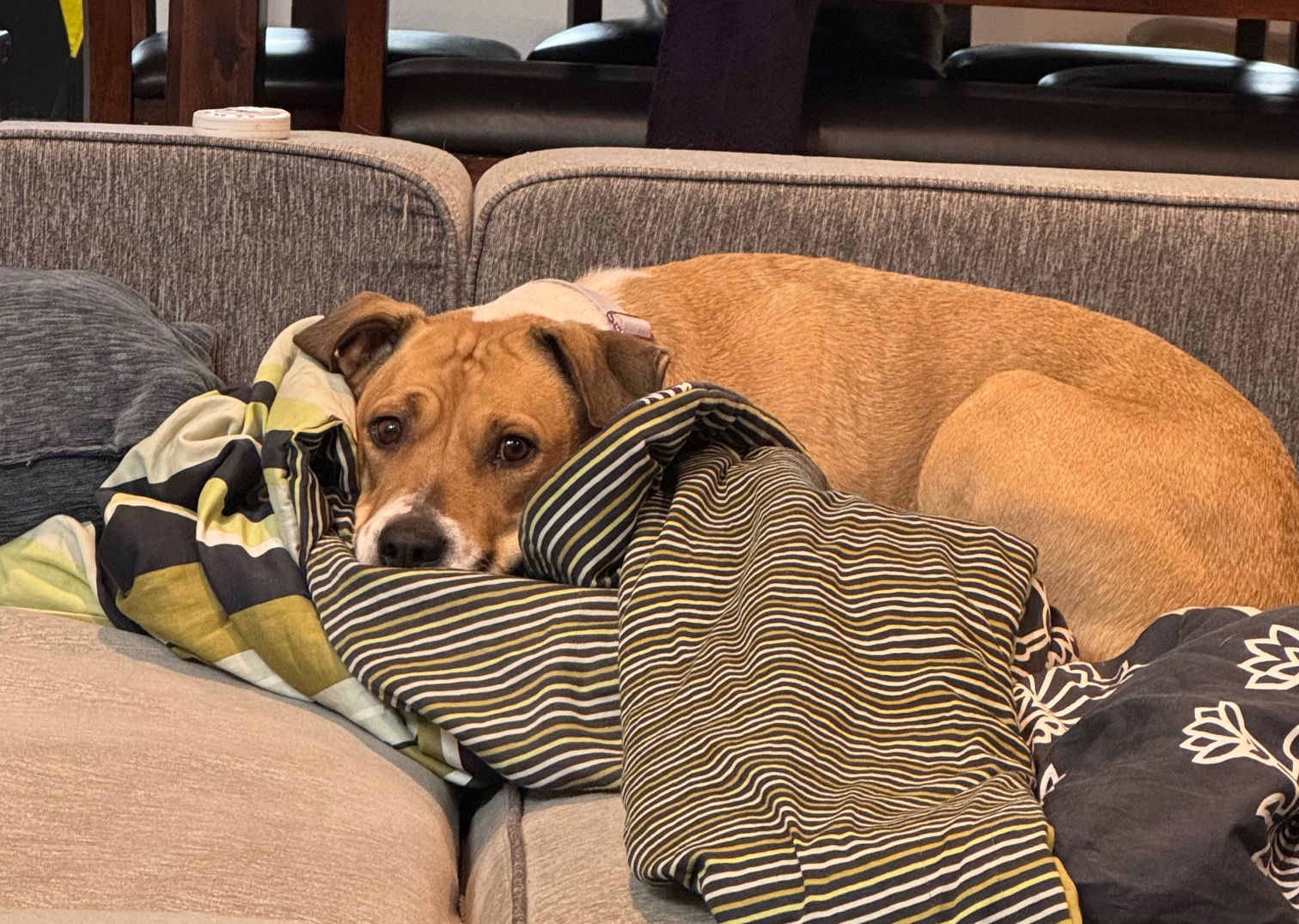 Citlali, an adoptable Retriever in Aurora, CO, 80012 | Photo Image 2