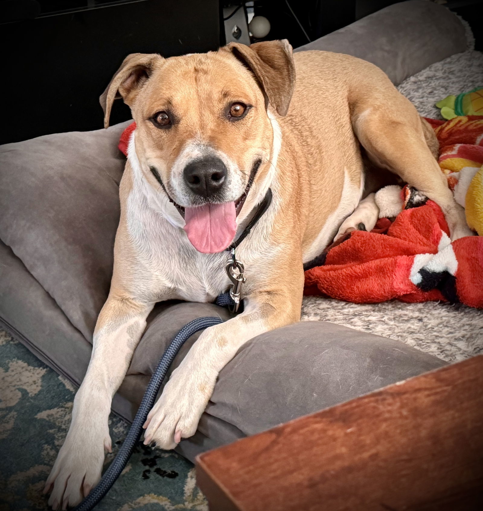 Citlali, an adoptable Retriever in Aurora, CO, 80012 | Photo Image 3