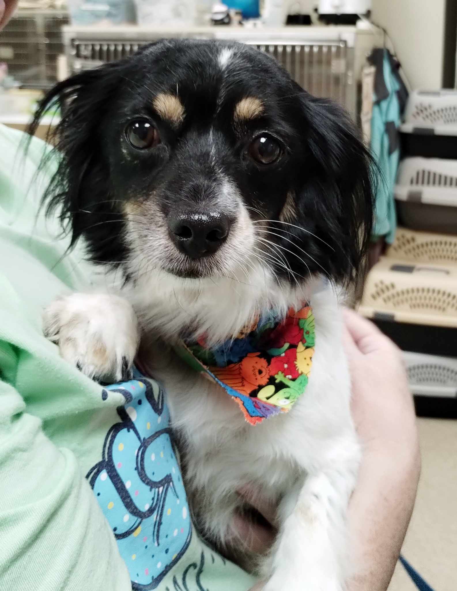 Booker, an adoptable Papillon in Kansas City, MO, 64133 | Photo Image 1