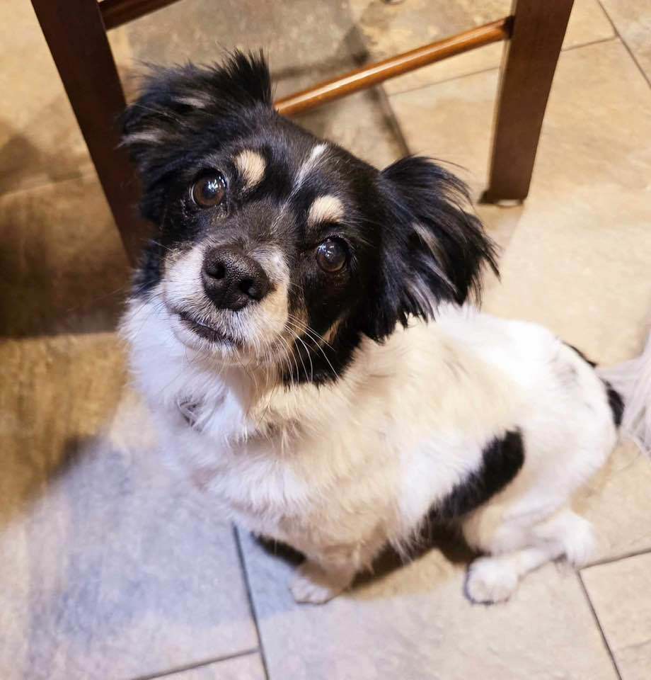 Booker, an adoptable Papillon in Kansas City, MO, 64133 | Photo Image 1