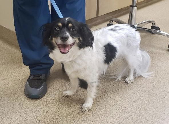 Booker, an adoptable Papillon in Kansas City, MO, 64133 | Photo Image 2