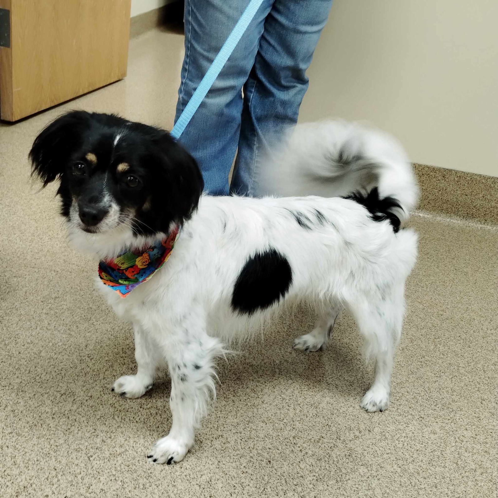 Booker, an adoptable Papillon in Kansas City, MO, 64133 | Photo Image 3