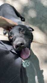 Levi, an adoptable Labrador Retriever in Oskaloosa, IA, 52577 | Photo Image 1