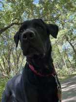 Levi, an adoptable Labrador Retriever in Oskaloosa, IA, 52577 | Photo Image 2