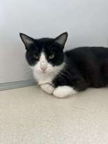 Cecelia, an adoptable Domestic Short Hair in Oskaloosa, IA, 52577 | Photo Image 1