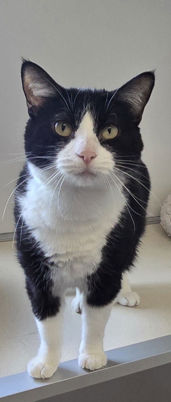 Cecelia, an adoptable Domestic Short Hair in Oskaloosa, IA, 52577 | Photo Image 2